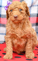 Bella_F_Red_Labradoodle-2