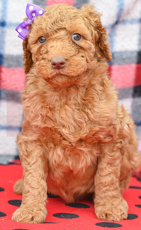 Bella_F_Red_Labradoodle-2