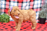 Bella_F_Red_Labradoodle-3