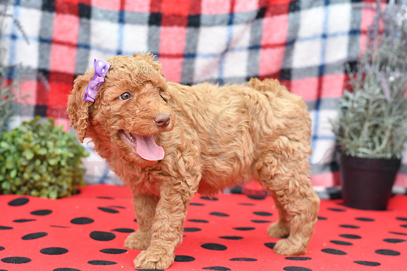 Bella_F_Red_Labradoodle-3