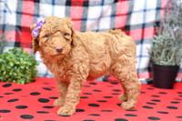 Bella_F_Red_Labradoodle-4