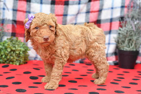 Bella_F_Red_Labradoodle-4