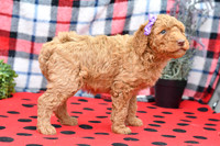 Bella_F_Red_Labradoodle-5