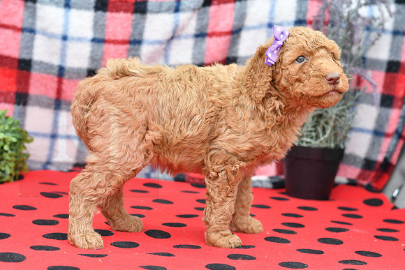Bella_F_Red_Labradoodle-5