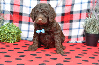 Bert_M_Choc_Labradoodle-1