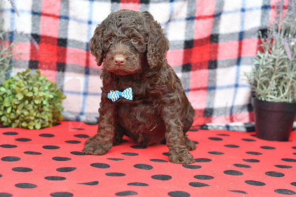 Bert_M_Choc_Labradoodle-1