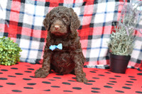 Bert_M_Choc_Labradoodle-2