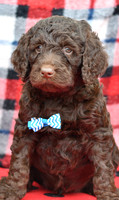 Bert_M_Choc_Labradoodle-3