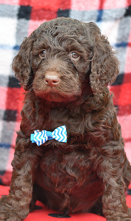 Bert_M_Choc_Labradoodle-3