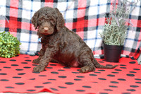 Bert_M_Choc_Labradoodle-4
