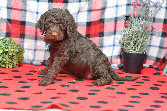 Bert_M_Choc_Labradoodle-4