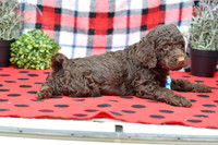 Bert_M_Choc_Labradoodle-5