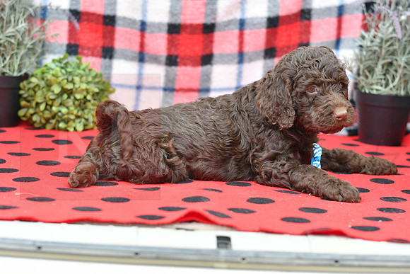Bert_M_Choc_Labradoodle-5