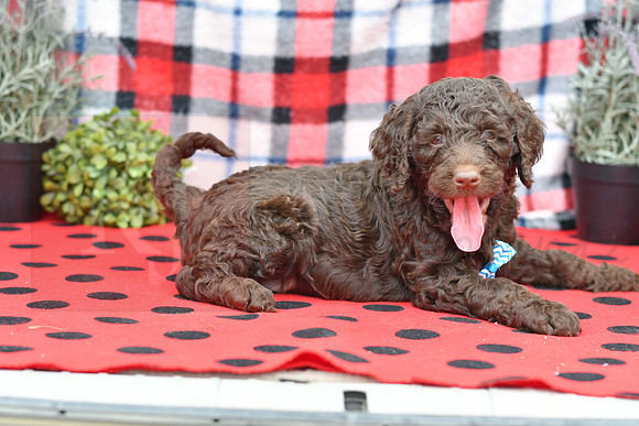 Bert_M_Choc_Labradoodle-6