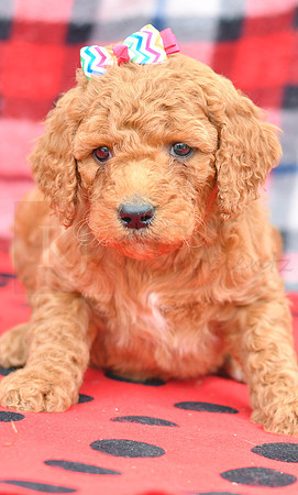 Beyonce_F_Red_Labradoodle-2