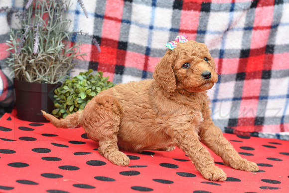 Beyonce_F_Red_Labradoodle-3
