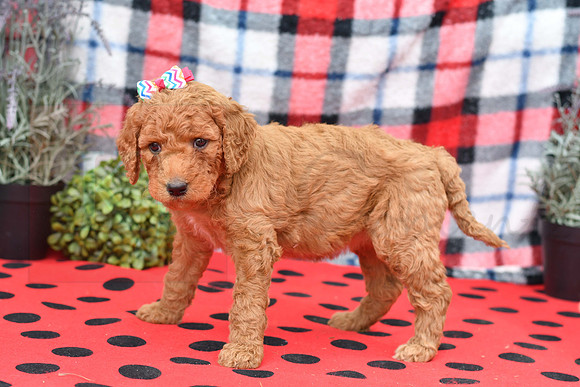 Beyonce_F_Red_Labradoodle-4