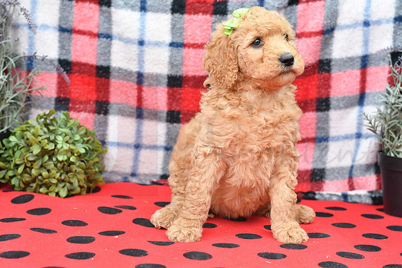 Bick_F_Red_Labradoodle-1