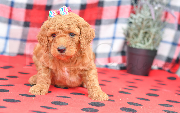 Beyonce_F_Red_Labradoodle-1