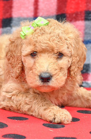 Bick_F_Red_Labradoodle-2