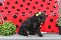 Daisy_F_0686_Aussiedoodle-2