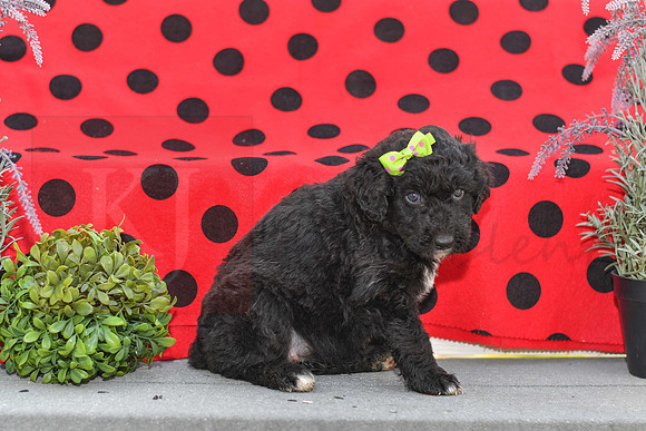 Daisy_F_0686_Aussiedoodle-2