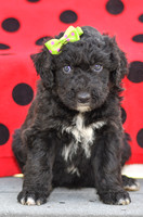 Daisy_F_0686_Aussiedoodle-4