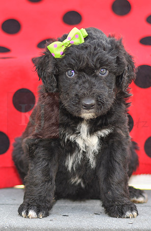 Daisy_F_0686_Aussiedoodle-4