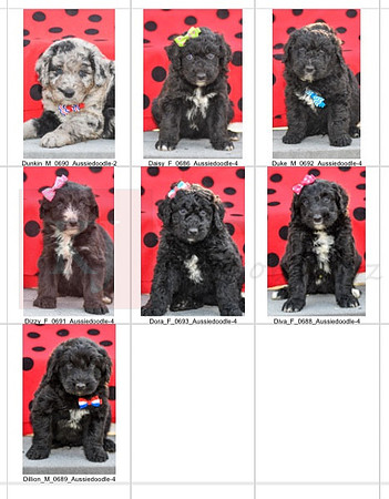 04.29.23 Aussiedoodles Litter Photo