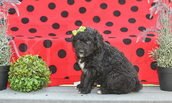Daisy_F_0686_Aussiedoodle-1