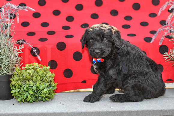Dillion_M_0689_Aussiedoodle-1