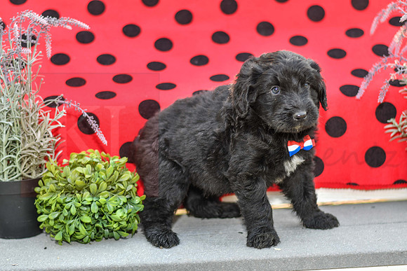 Dillion_M_0689_Aussiedoodle-2