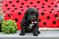 Dillion_M_0689_Aussiedoodle-3