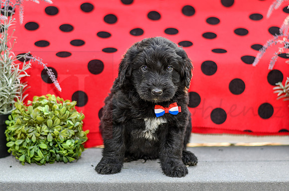 Dillion_M_0689_Aussiedoodle-3