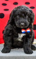 Dillion_M_0689_Aussiedoodle-4