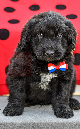 Dillion_M_0689_Aussiedoodle-4