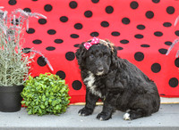 Diva_F_0688_Aussiedoodle-1