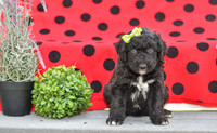 Daisy_F_0686_Aussiedoodle-3