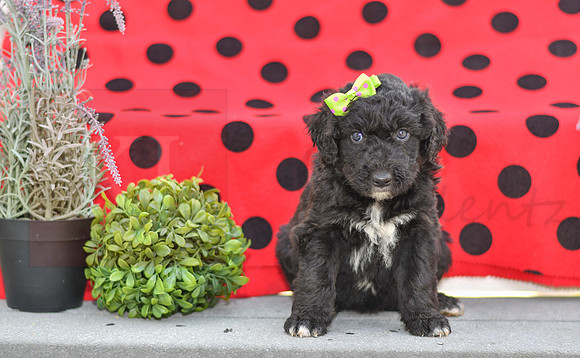 Daisy_F_0686_Aussiedoodle-3
