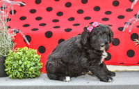 Diva_F_0688_Aussiedoodle-2