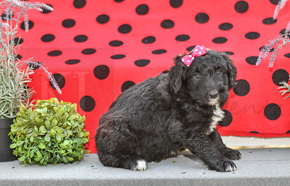 Diva_F_0688_Aussiedoodle-2