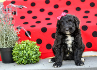 Diva_F_0688_Aussiedoodle-3