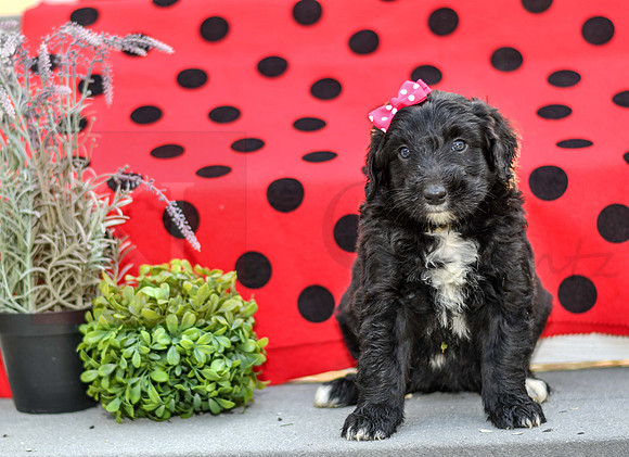 Diva_F_0688_Aussiedoodle-3