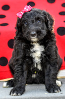 Diva_F_0688_Aussiedoodle-4
