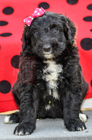 Diva_F_0688_Aussiedoodle-4