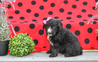 Dizzy_F_0691_Aussiedoodle-1