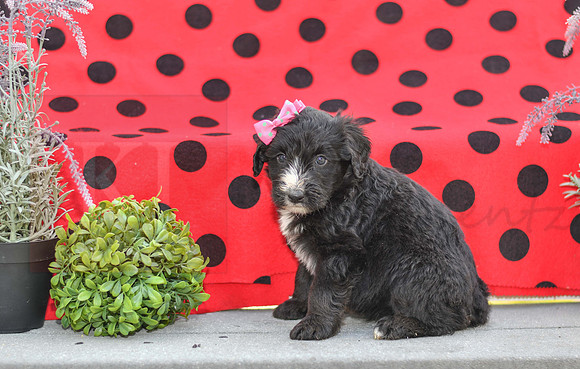 Dizzy_F_0691_Aussiedoodle-1