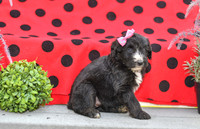 Dizzy_F_0691_Aussiedoodle-2