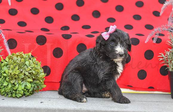 Dizzy_F_0691_Aussiedoodle-2