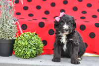 Dizzy_F_0691_Aussiedoodle-3